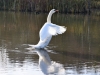 216-Swan