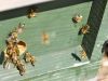 1_52-Bees-returning-to-the-hive-with-pollen