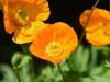 1_63-orange-Poppy
