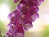 068-Foxglove-flowers