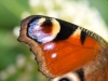 139-Butterfly-Wing