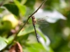166-Dragonfly-resting-on-the-apple-tree