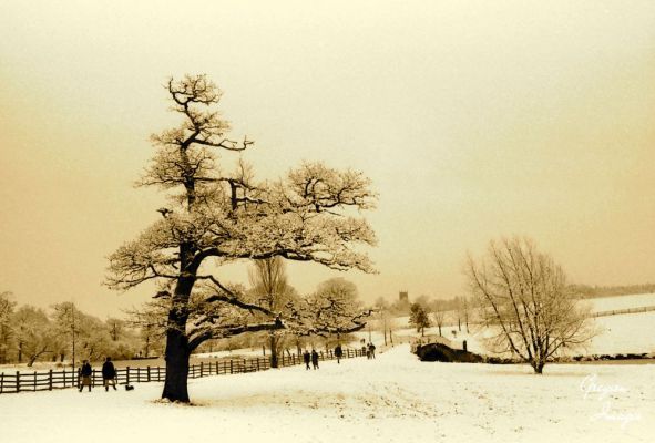 035-Cawthorne-Park-in-Winter