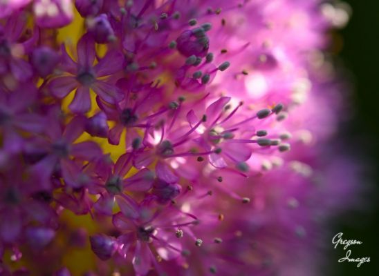 044-Allium-flower
