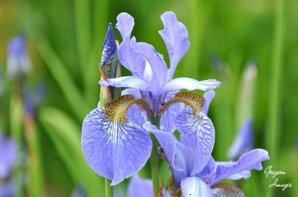 053.-Blue-Iris-at-Hidcote