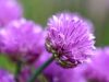 001-Chives-in-flower