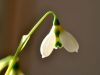 052.-Snowdrop-flower-at-home