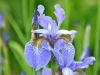 053.-Blue-Iris-at-Hidcote