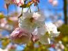 104-Cherry-Blossom-in-May