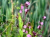 030-Red-Campion-down-the-lane