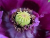 037-Purple-Poppy-in-the-garden