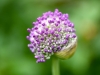 040-Allium-in-Flower