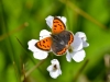 064-Small-Copper-Butterfly-down-the-lane