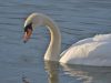 1_010-Swan