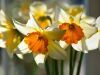 1_014-Daffodils-in-the-window