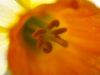 1_015-Daffodil-close-up