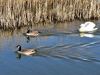 1_02-Swan-chasing-geese-away