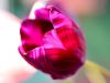1_036-Tulip