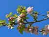 1_044-Wild-Apple-Blossom