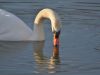 1_09-Swan