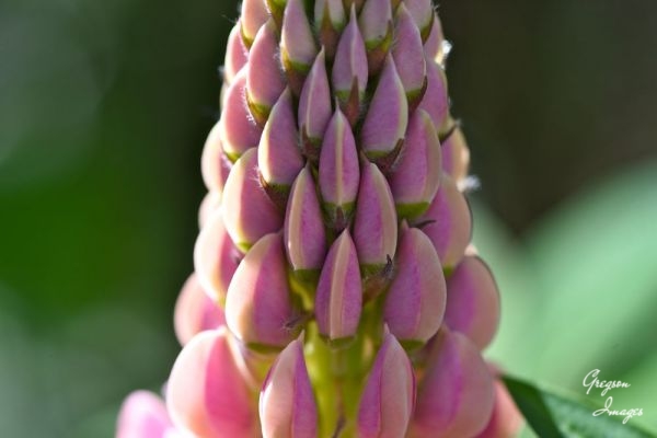 1_476-Lupin-in-the-front-garden