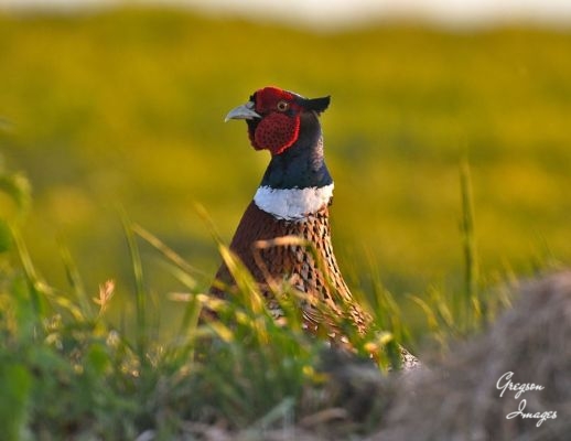 1_494-Quite-a-Pheasant-looking-fellow