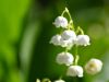 1_437-Lily-of-the-Valley
