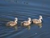 1_460-3-little-cygnets-went-swimming-one-day...