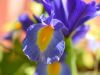 1_491-Blue-Iris-in-the-garden