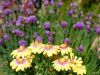 1_492-Osteospermum-and-Chives-in-the-garden