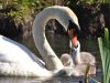 1_519-The-Swan-family