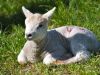 1_164-Spring-Lamb