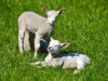 1_166-Sunbathing-Lamb