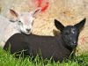 1_177-Black-and-White-lambs