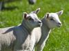1_192-Spring-Lambs