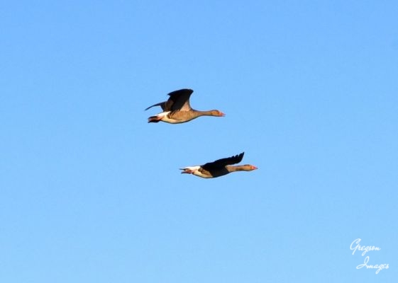 1_290-Greylag-Geese-in-Flight