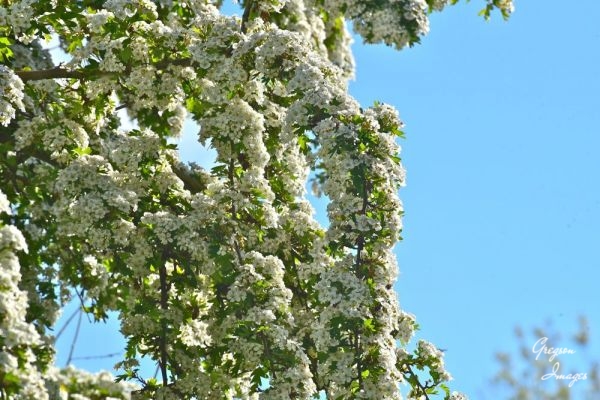 1_291-Hawthorn-Blossom