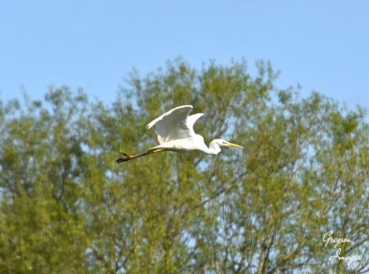 1_294-Egret-in-flight