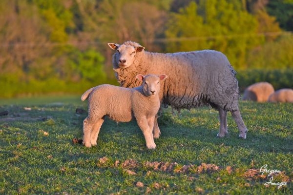1_311-Sheep-in-the-early-evening-light