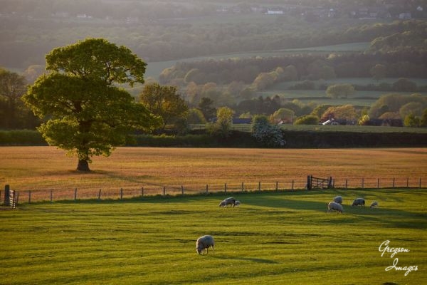 1_312-Grazing-Sheep-in-the-early-evening-light