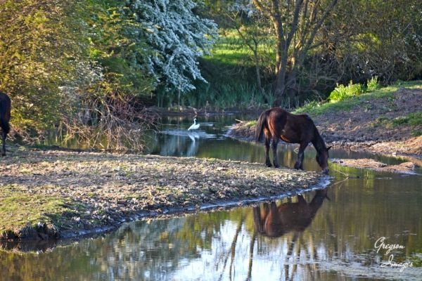 1_319-Lead-a-horse-to-water