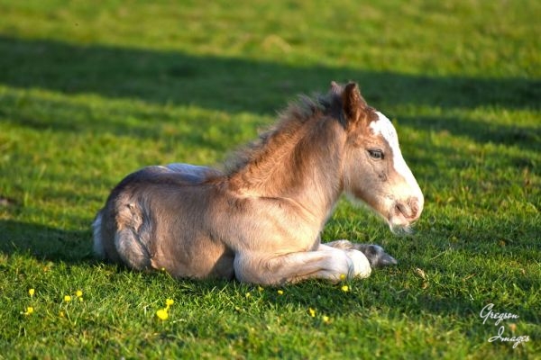 1_326-Young-Foal-in-the-early-evening-light