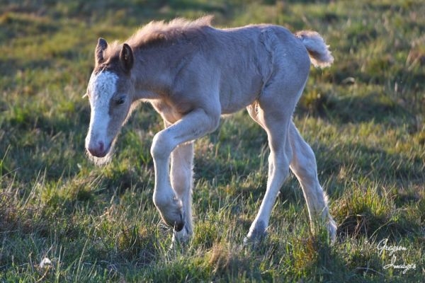 1_336-Young-Foal-in-the-early-evening-light