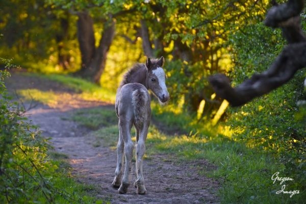 1_341-Young-Foal-down-the-lane