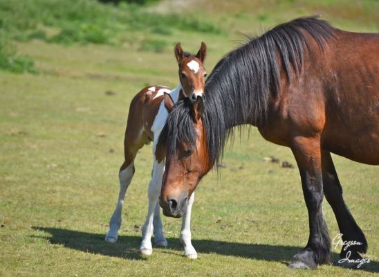 1_376-New-born-foal-next-to-its-mother