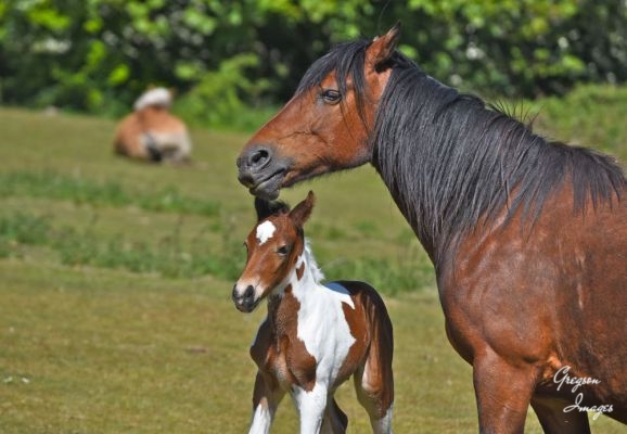 1_377-New-born-foal-next-to-its-mother