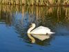 1_289-Gliding-Swan-in-the-early-morning