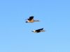 1_290-Greylag-Geese-in-Flight