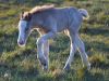 1_336-Young-Foal-in-the-early-evening-light