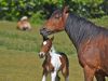 1_377-New-born-foal-next-to-its-mother